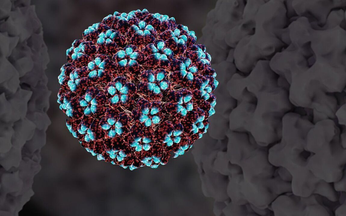 דגם HPV תלת מימד